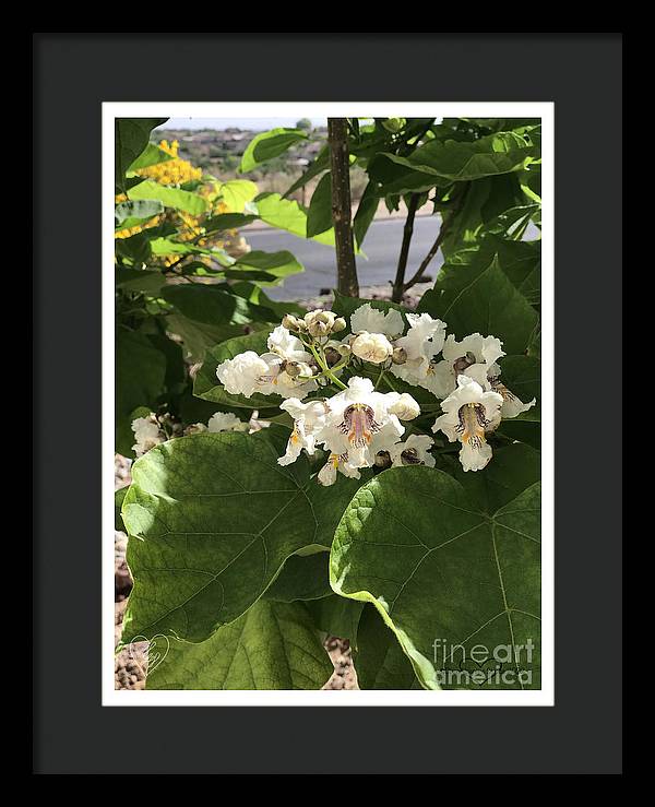 Catalpa - Framed Print