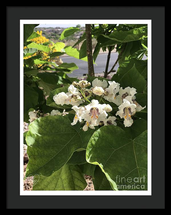 Catalpa - Framed Print