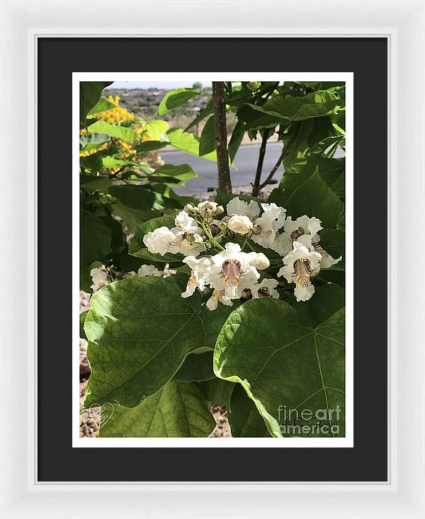 Catalpa - Framed Print