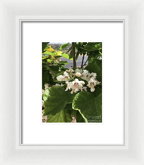 Catalpa - Framed Print