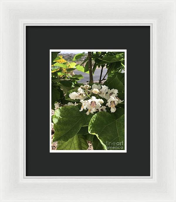 Catalpa - Framed Print