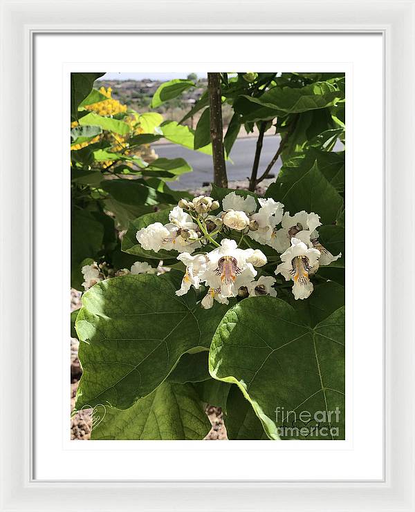 Catalpa - Framed Print