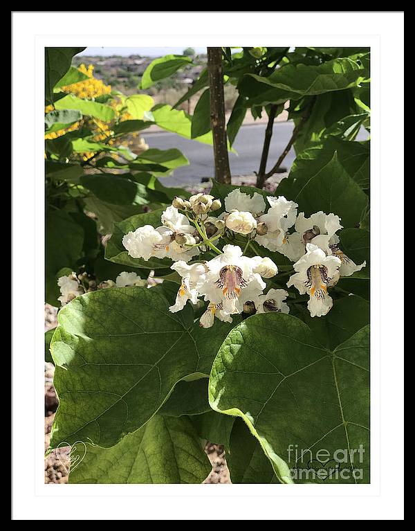 Catalpa - Framed Print