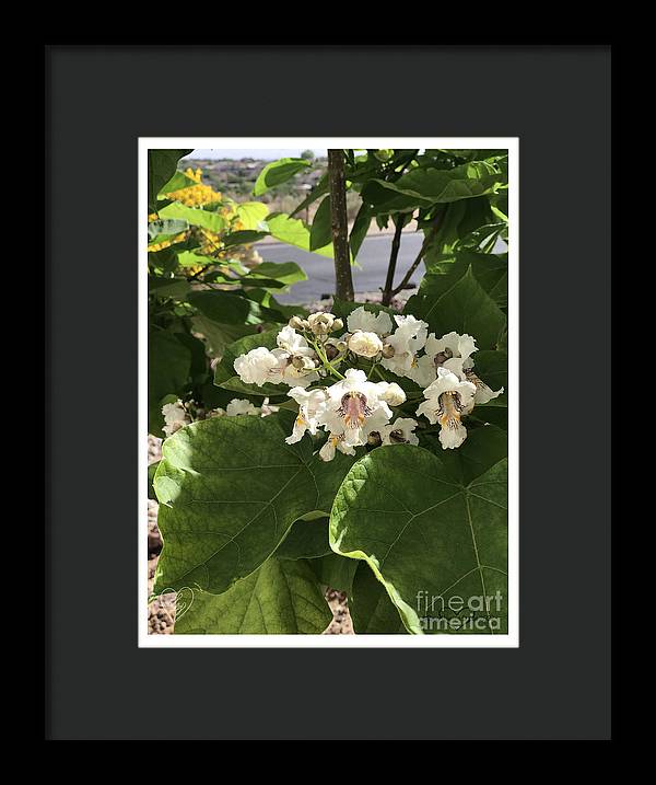 Catalpa - Framed Print