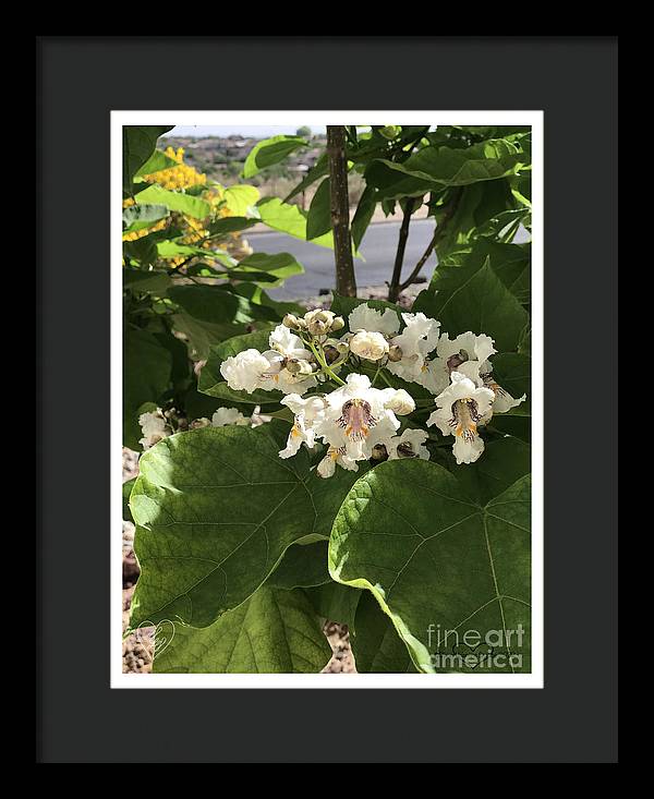 Catalpa - Framed Print