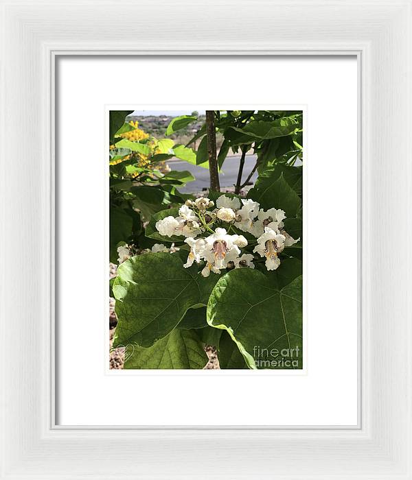 Catalpa - Framed Print