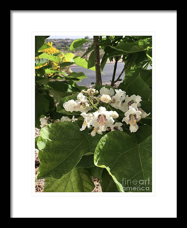 Catalpa - Framed Print