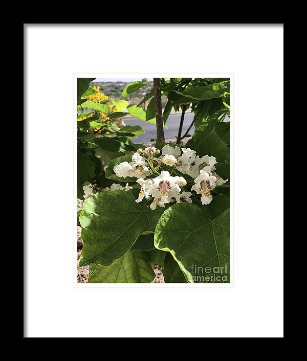 Catalpa - Framed Print