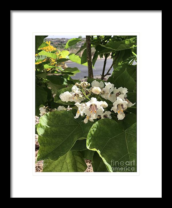 Catalpa - Framed Print