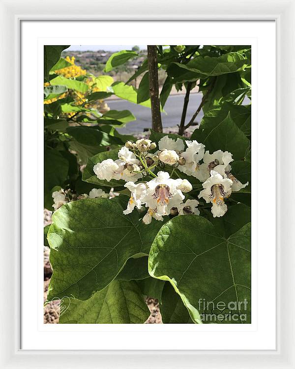 Catalpa - Framed Print