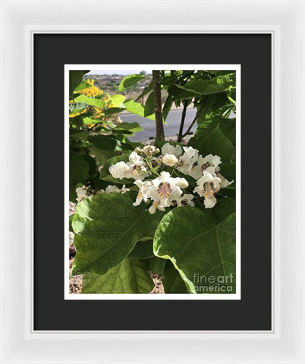 Catalpa - Framed Print