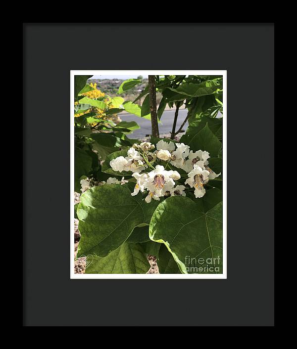 Catalpa - Framed Print