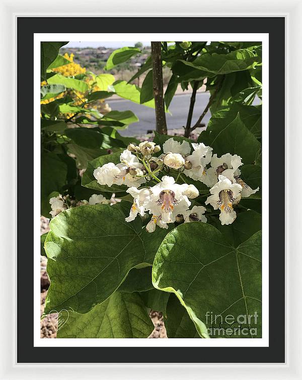 Catalpa - Framed Print