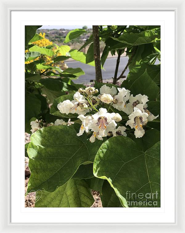 Catalpa - Framed Print