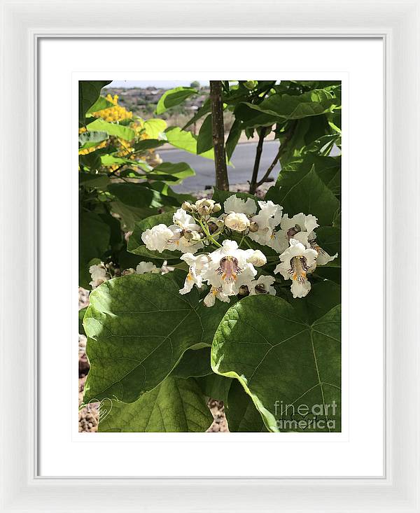 Catalpa - Framed Print