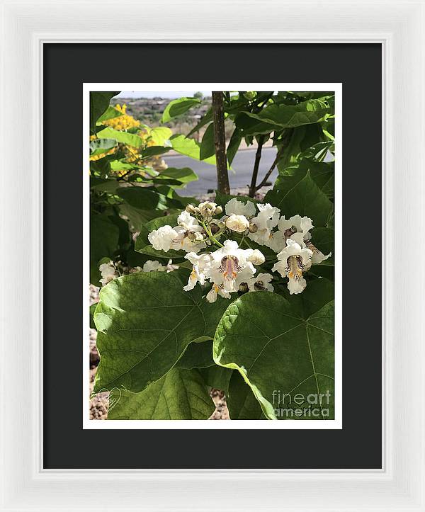 Catalpa - Framed Print