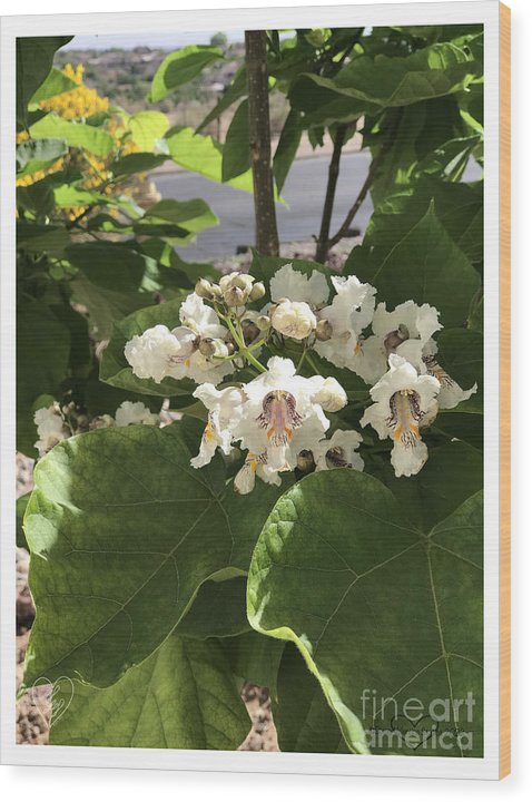 Catalpa - Wood Print