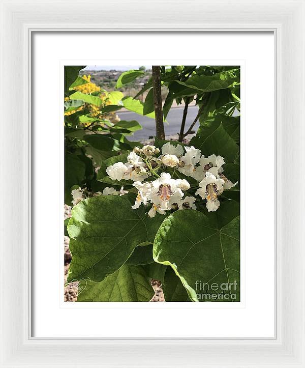 Catalpa - Framed Print