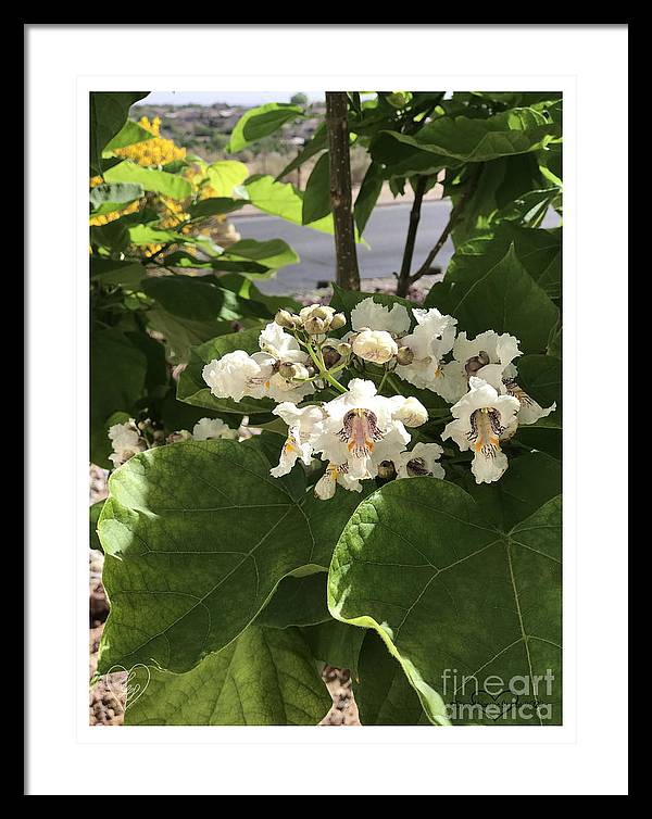 Catalpa - Framed Print