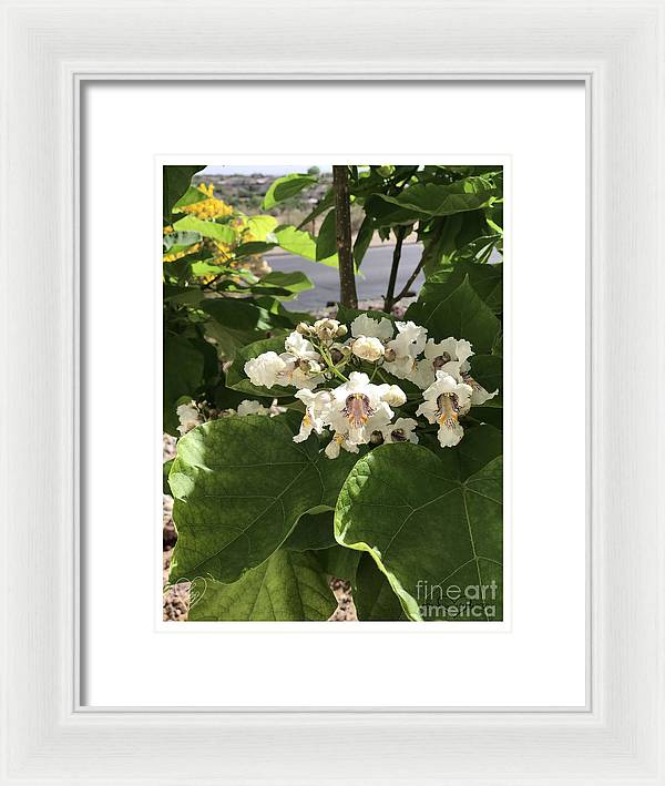 Catalpa - Framed Print