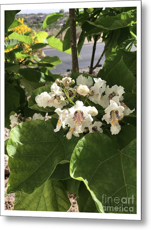 Catalpa - Metal Print