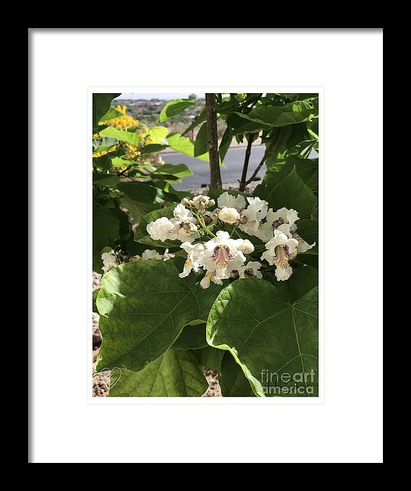 Catalpa - Framed Print