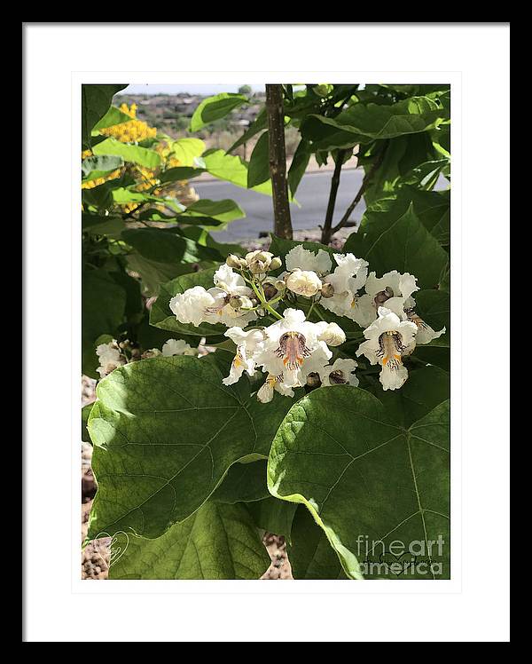 Catalpa - Framed Print