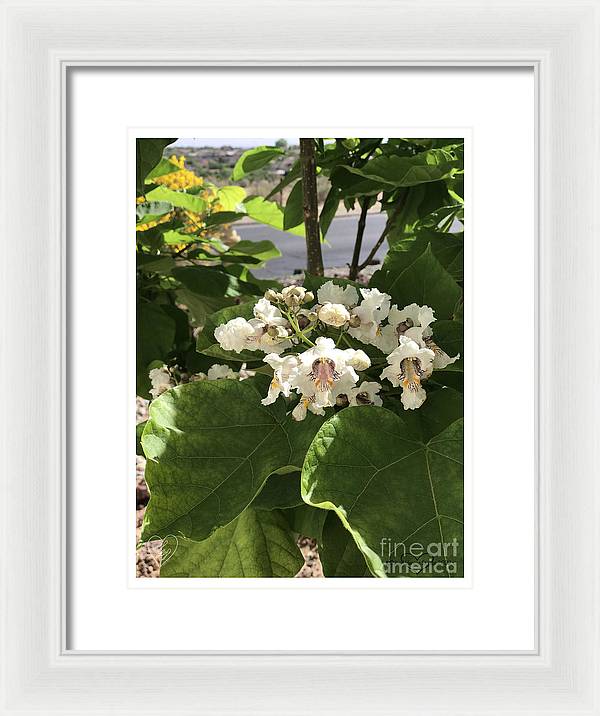 Catalpa - Framed Print