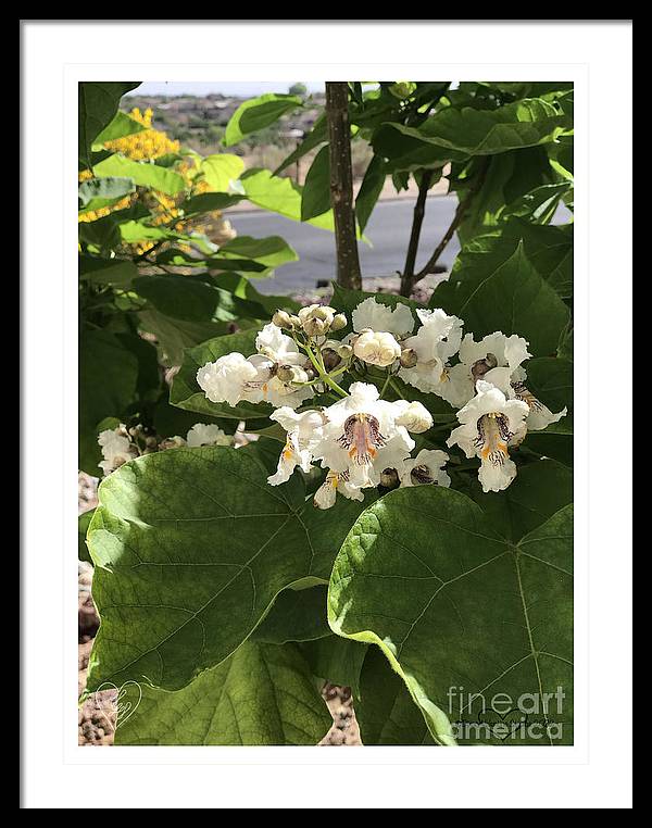 Catalpa - Framed Print