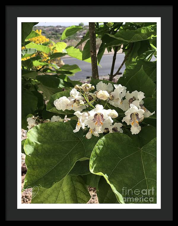 Catalpa - Framed Print