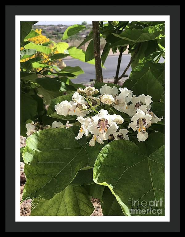 Catalpa - Framed Print