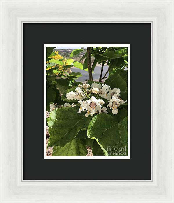 Catalpa - Framed Print