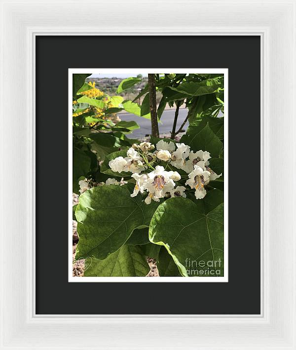 Catalpa - Framed Print