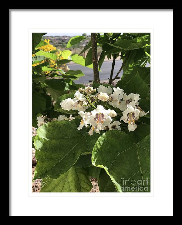 Catalpa - Framed Print