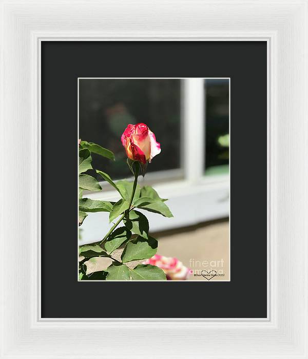 Dipped in Pink - Framed Print