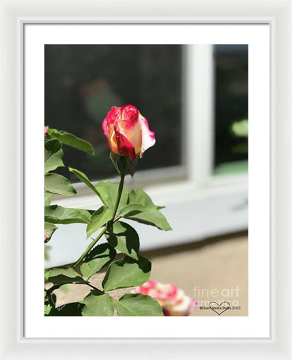 Dipped in Pink - Framed Print