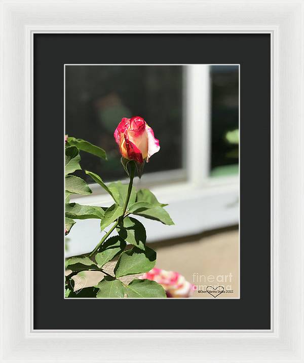 Dipped in Pink - Framed Print