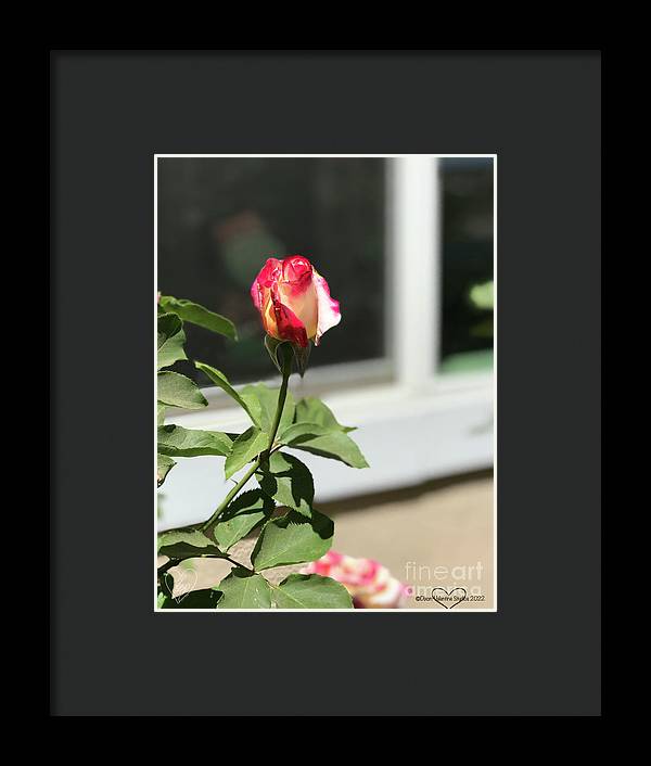 Dipped in Pink - Framed Print