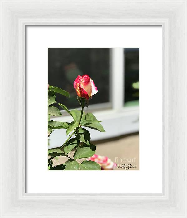 Dipped in Pink - Framed Print