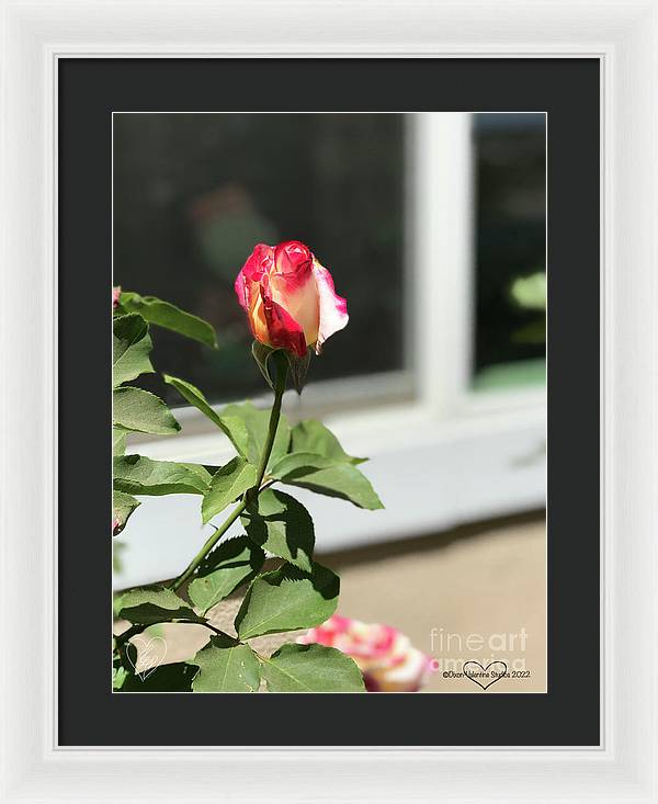 Dipped in Pink - Framed Print