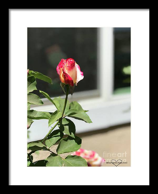 Dipped in Pink - Framed Print