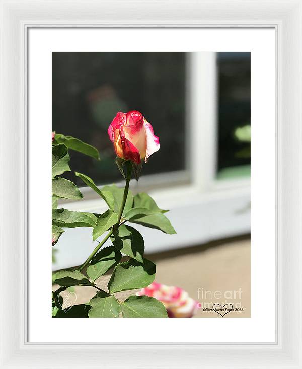 Dipped in Pink - Framed Print