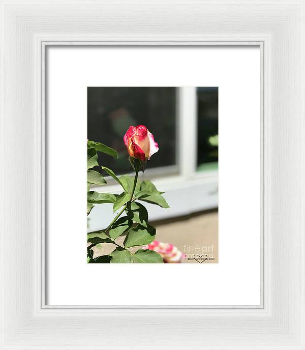 Dipped in Pink - Framed Print