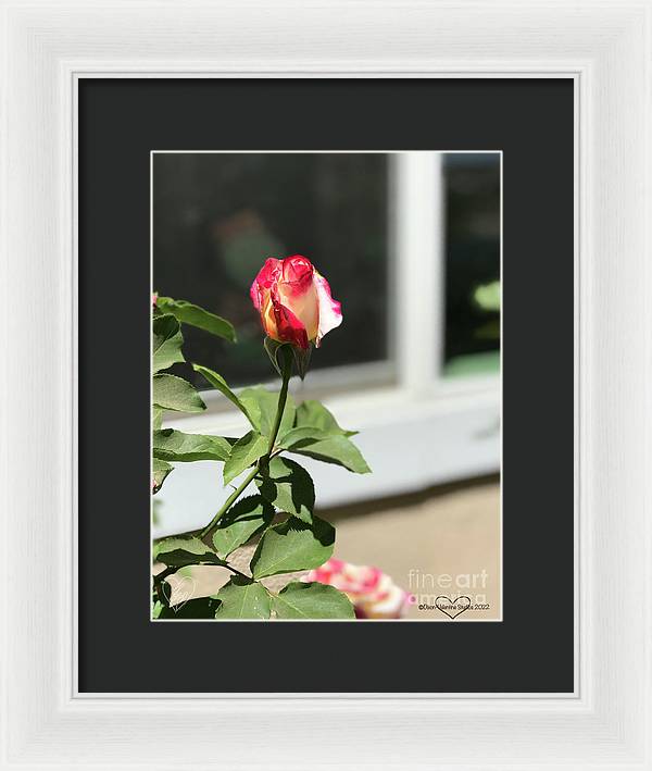 Dipped in Pink - Framed Print