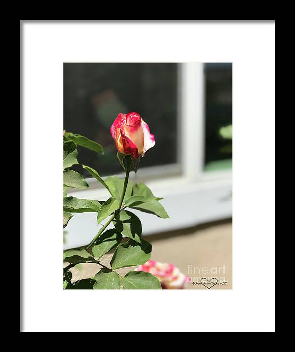 Dipped in Pink - Framed Print