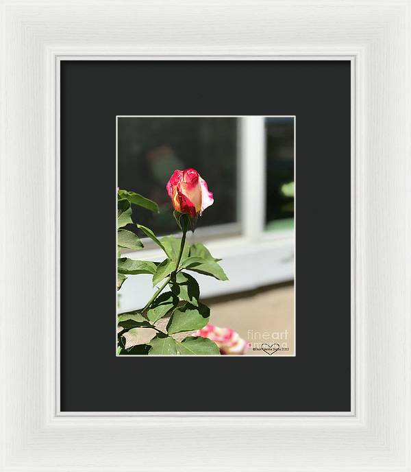 Dipped in Pink - Framed Print