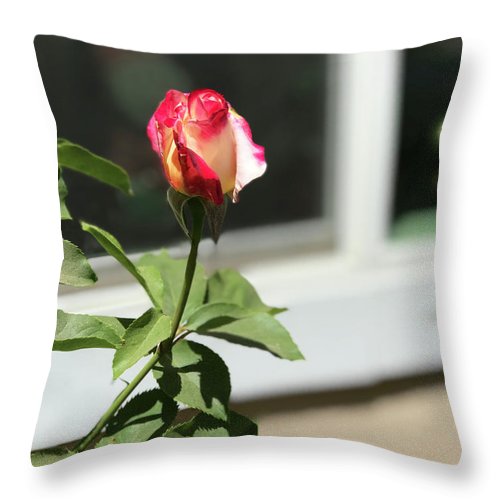 Dipped in Pink - Throw Pillow