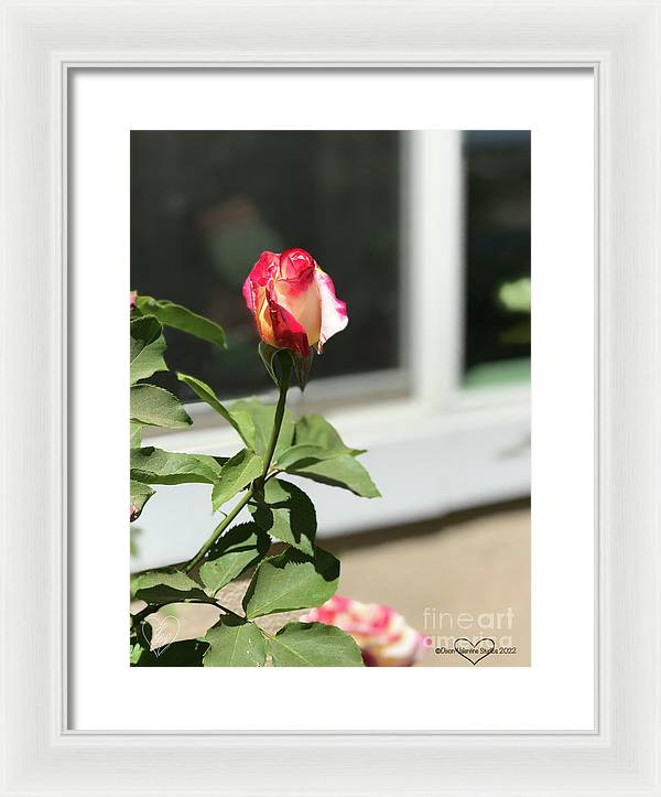 Dipped in Pink - Framed Print