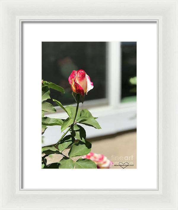 Dipped in Pink - Framed Print