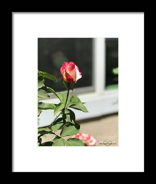 Dipped in Pink - Framed Print